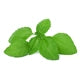 Basil
