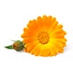 Calendula flower