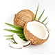 Coconut icon