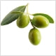 Olive Oil