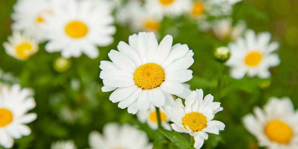 Benefits of Chamomile: 4 Ways This Herb Pampers Your Baby’s Skin